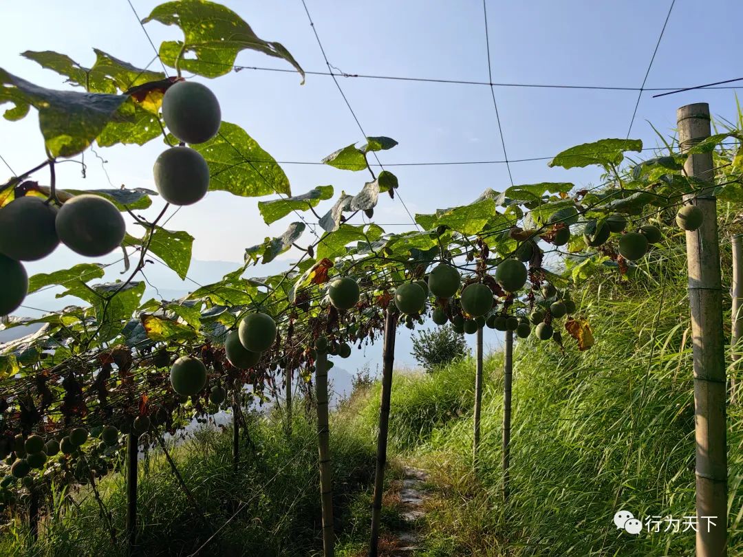 广西龙胜梯田旅游攻略-广西龙胜梯田景区门票(图99) 广西龙胜梯田景区门票_广西龙胜梯田景区民宿_广西龙胜梯田旅游攻略