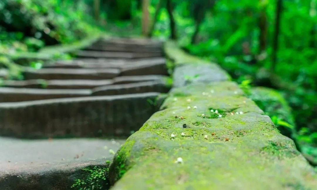 青城山都江堰旅游攻略-都江堰青城山旅游官网(图12) 都江堰青城山旅游官网_青城山都江堰旅游攻略_都江堰青城山好玩吗