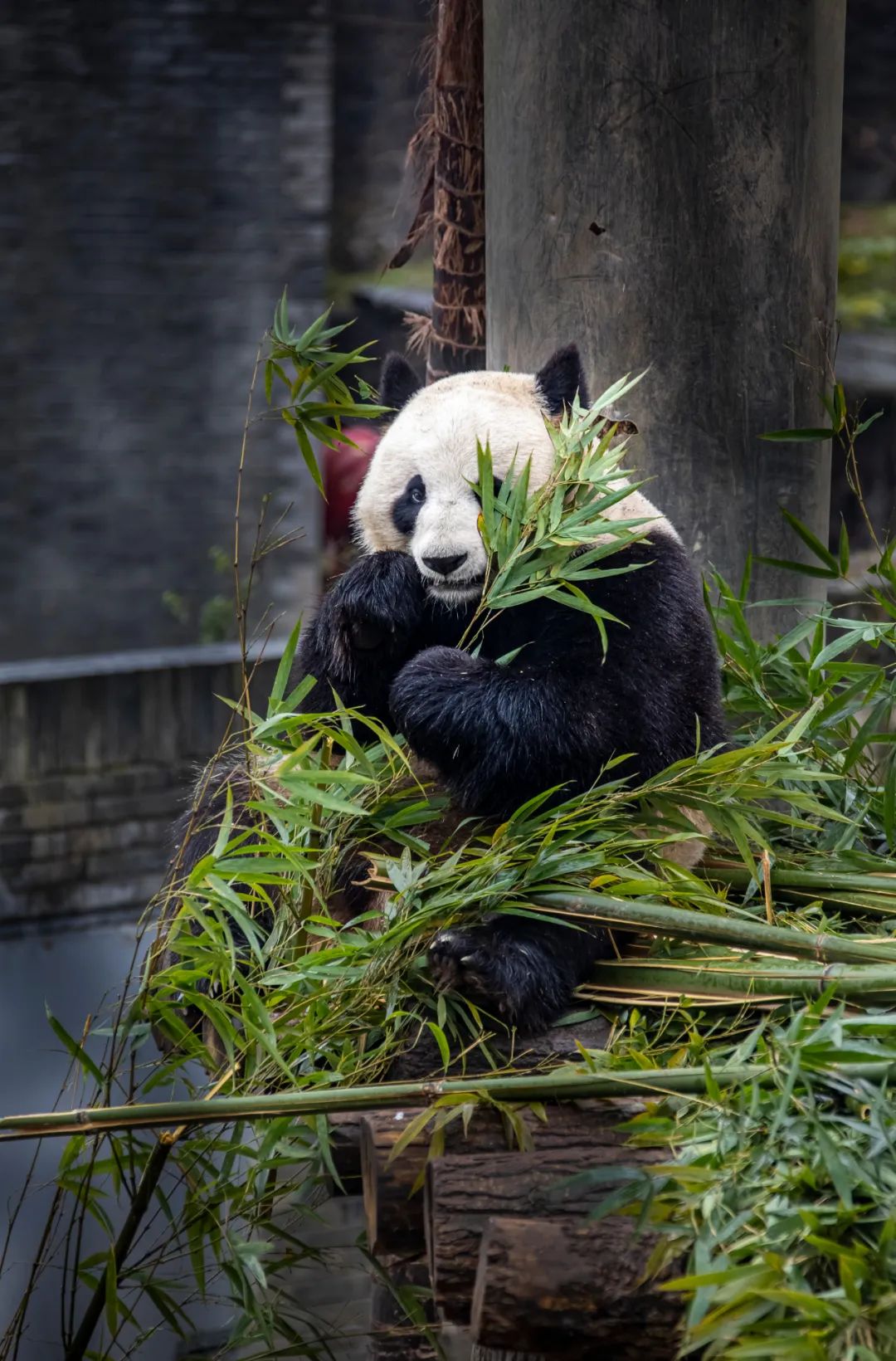 青城山都江堰旅游攻略-都江堰青城山旅游官网(图30) 都江堰青城山好玩吗_都江堰青城山旅游官网_青城山都江堰旅游攻略