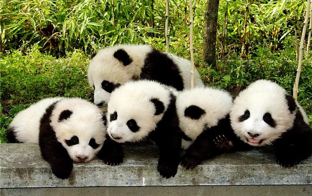 青城山都江堰旅游攻略-都江堰青城山旅游官网(图32) 都江堰青城山好玩吗_青城山都江堰旅游攻略_都江堰青城山旅游官网