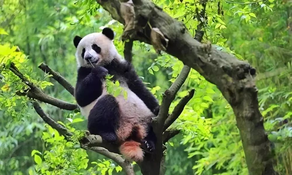 青城山都江堰旅游攻略-都江堰青城山旅游官网(图33) 都江堰青城山旅游官网_都江堰青城山好玩吗_青城山都江堰旅游攻略