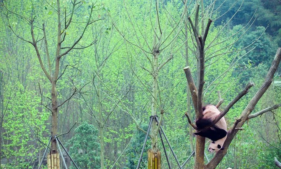 青城山都江堰旅游攻略-都江堰青城山旅游官网(图34) 都江堰青城山旅游官网_青城山都江堰旅游攻略_都江堰青城山好玩吗