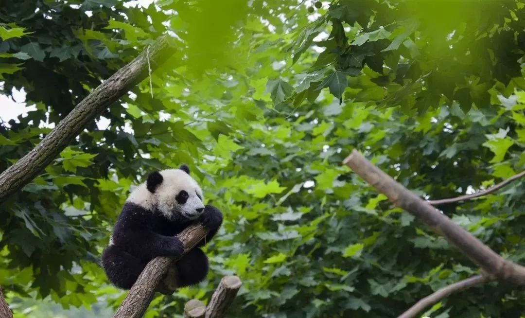 青城山都江堰旅游攻略-都江堰青城山旅游官网(图36) 都江堰青城山旅游官网_青城山都江堰旅游攻略_都江堰青城山好玩吗