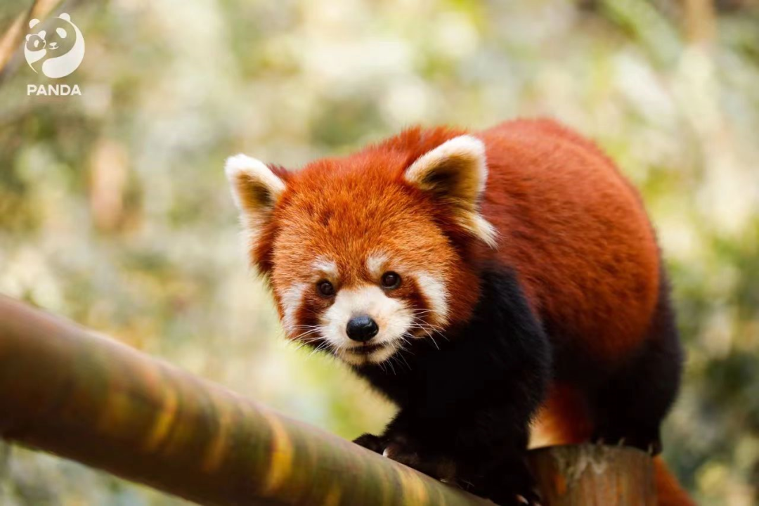 青城山都江堰旅游攻略-都江堰青城山旅游官网(图37) 都江堰青城山旅游官网_青城山都江堰旅游攻略_都江堰青城山好玩吗