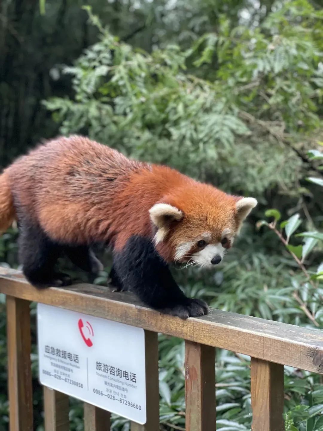 青城山都江堰旅游攻略-都江堰青城山旅游官网(图38) 青城山都江堰旅游攻略_都江堰青城山旅游官网_都江堰青城山好玩吗