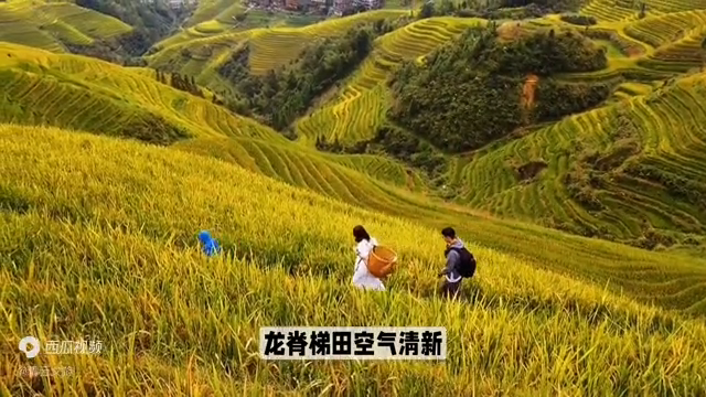 广西龙脊梯田旅游攻略_广西龙脊梯田哪里好玩_广西龙脊梯田美景