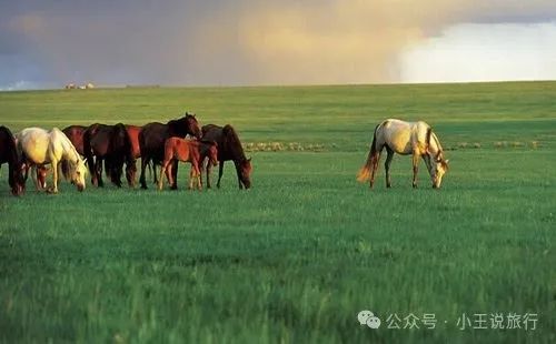 陈巴尔虎旗景点_陈巴尔虎旗中的旗是什么意思_陈巴尔虎旗旅游攻略