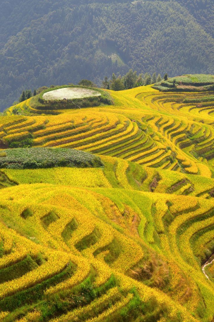 广西龙脊梯田哪里好玩_广西龙脊梯田旅游攻略_广西龙脊梯田视频