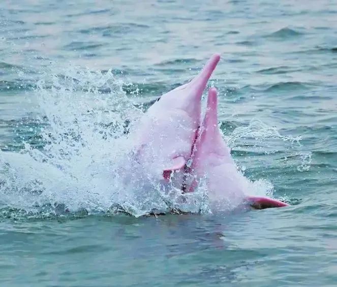 涠洲岛旅游攻略 海鲜-硇洲岛海鲜批发价怎样