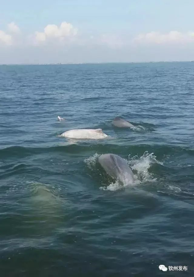 涠洲岛旅游攻略 海鲜-硇洲岛海鲜批发价怎样(图4) 硇洲岛海鲜批发价怎样_涠洲岛旅游攻略 海鲜_涠洲岛海鲜市场价格