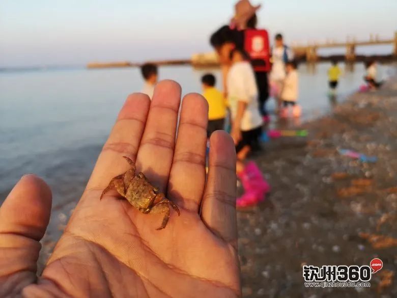 涠洲岛旅游攻略 海鲜-硇洲岛海鲜批发价怎样(图7) 硇洲岛海鲜批发价怎样_涠洲岛旅游攻略 海鲜_涠洲岛海鲜市场价格