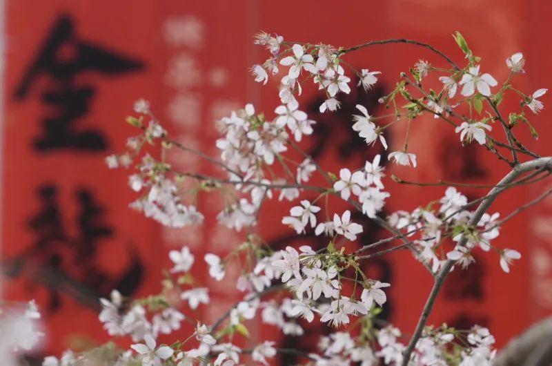 北京旅游景点红螺寺_北京红螺寺旅游攻略_北京红螺寺景点