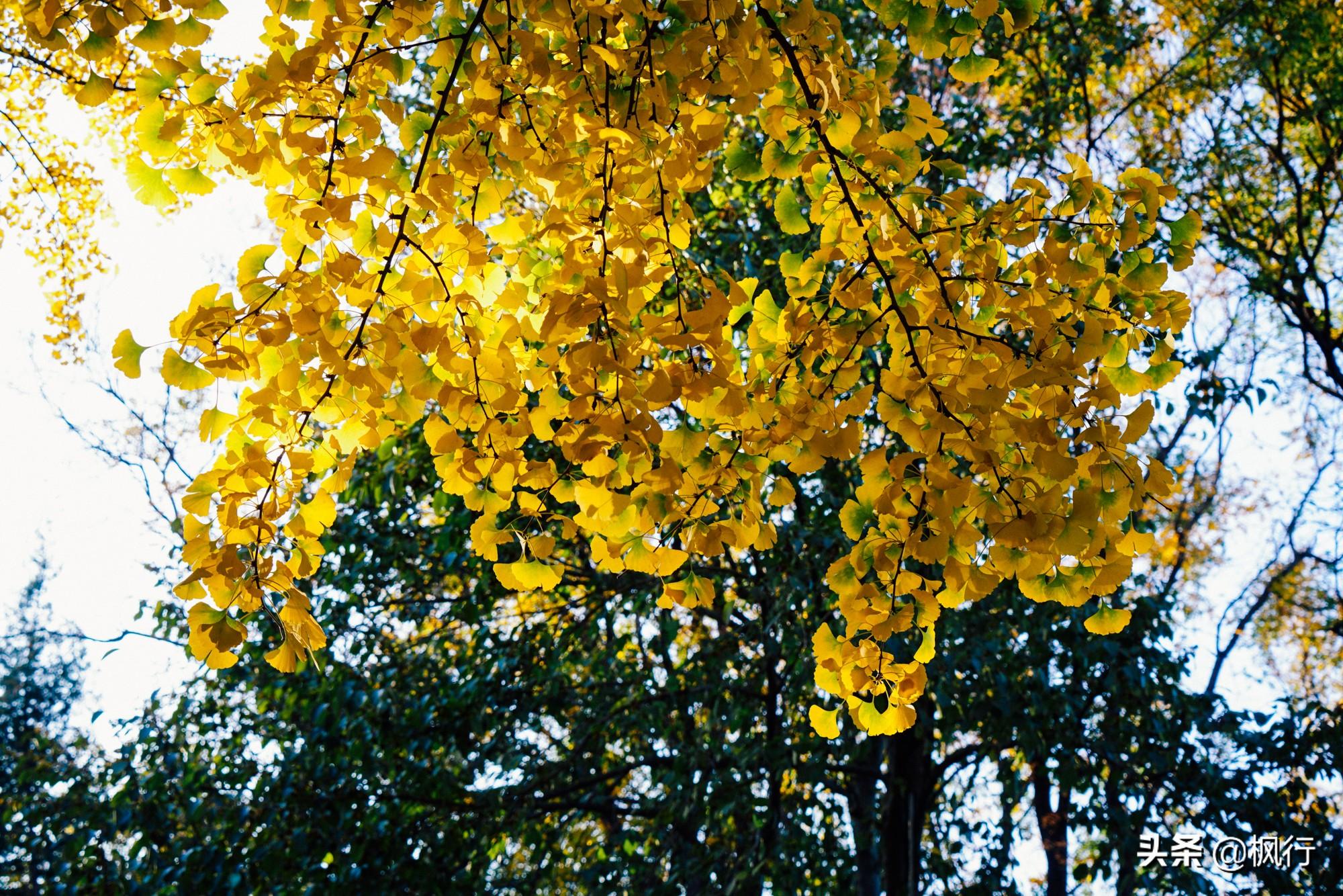 北京红螺寺2021年图片_北京红螺寺的位置_北京红螺寺旅游攻略