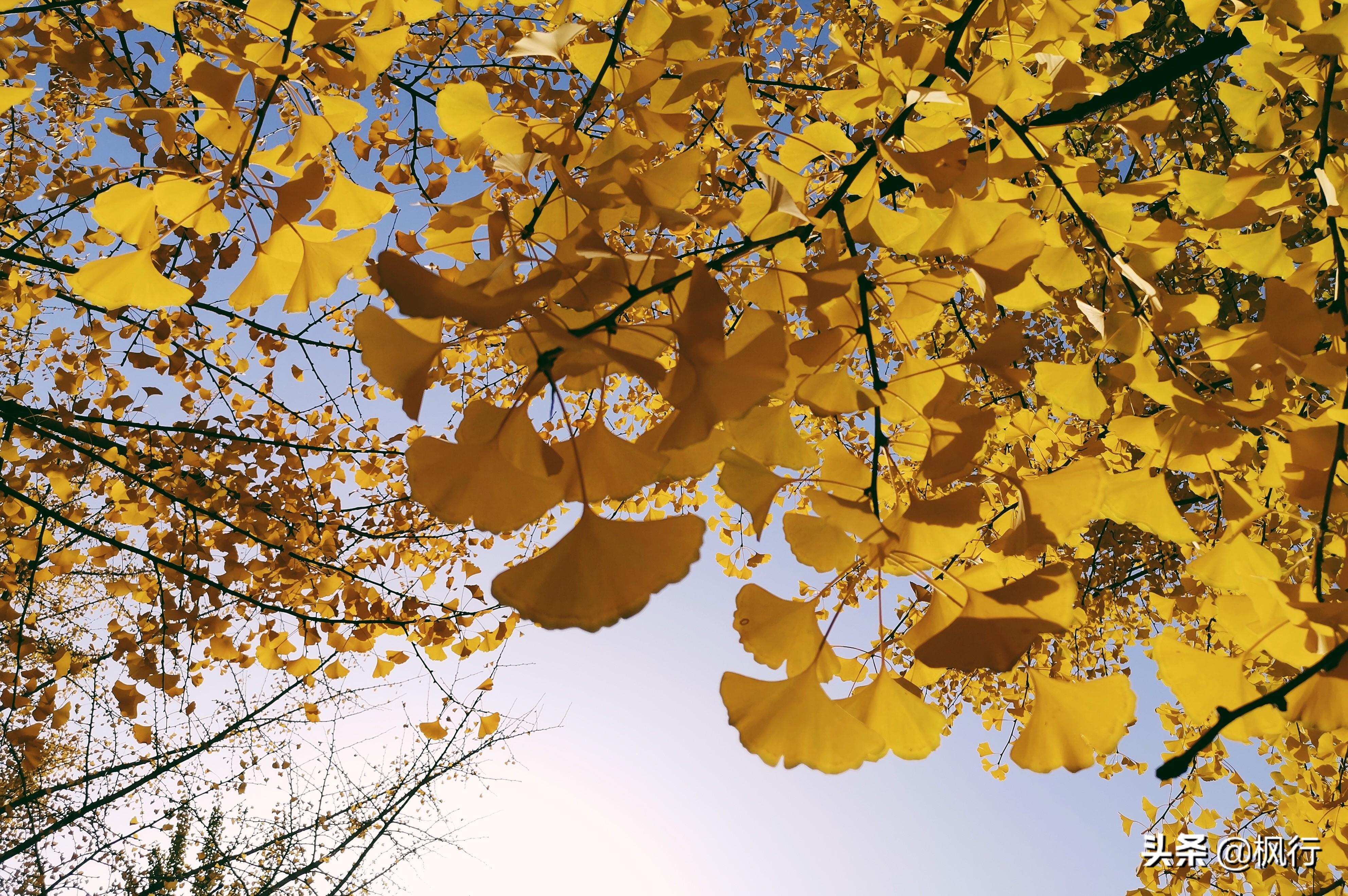 北京红螺寺旅游攻略_北京红螺寺的位置_北京红螺寺2021年图片