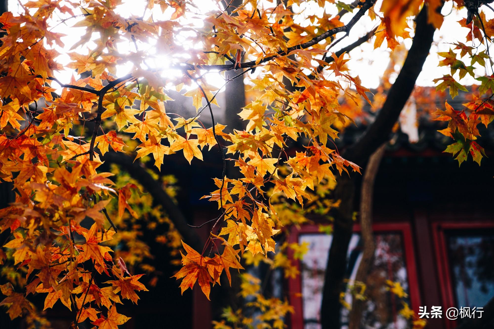 北京红螺寺旅游攻略_北京红螺寺2021年图片_北京红螺寺的位置