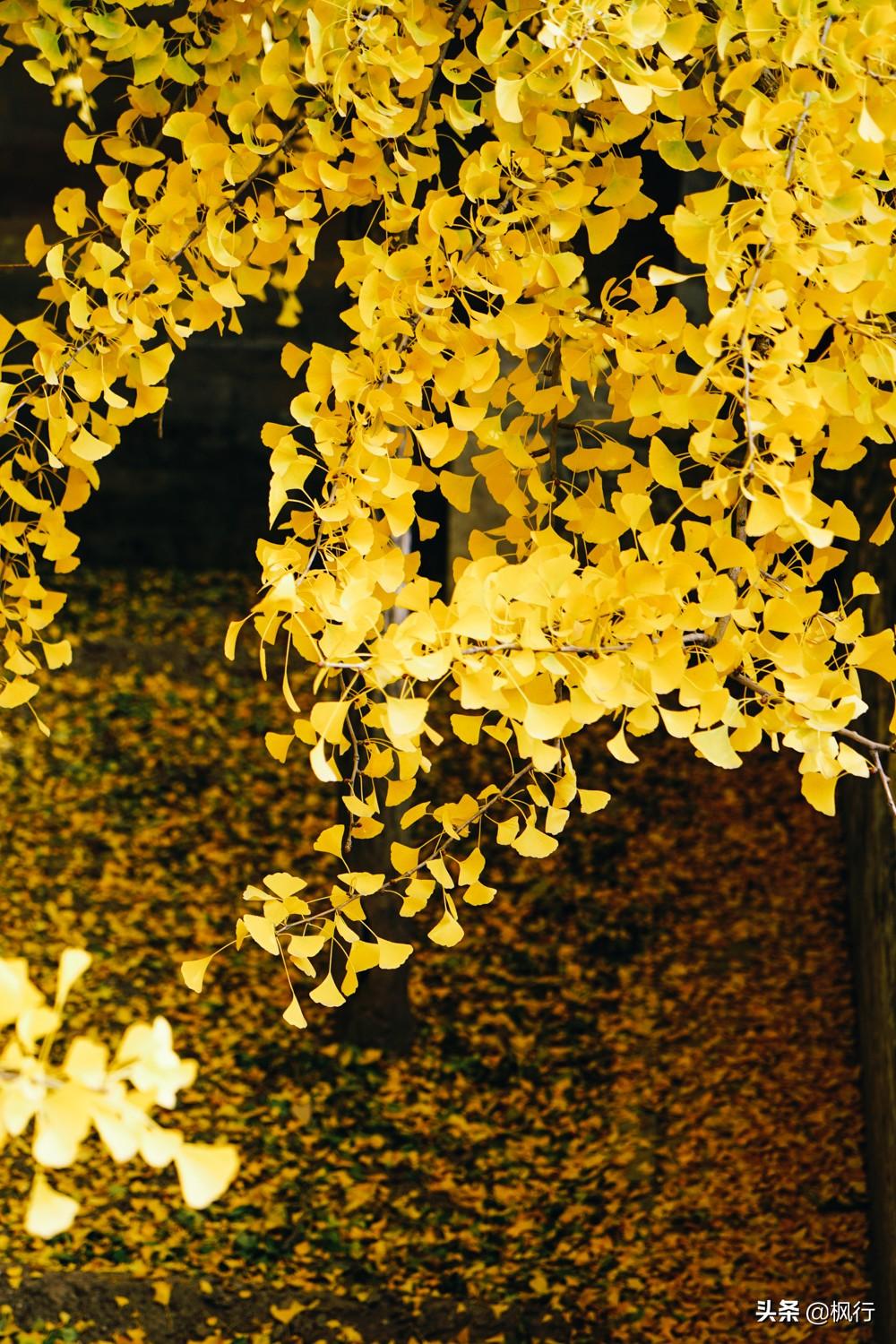 北京红螺寺2021年图片_北京红螺寺的位置_北京红螺寺旅游攻略