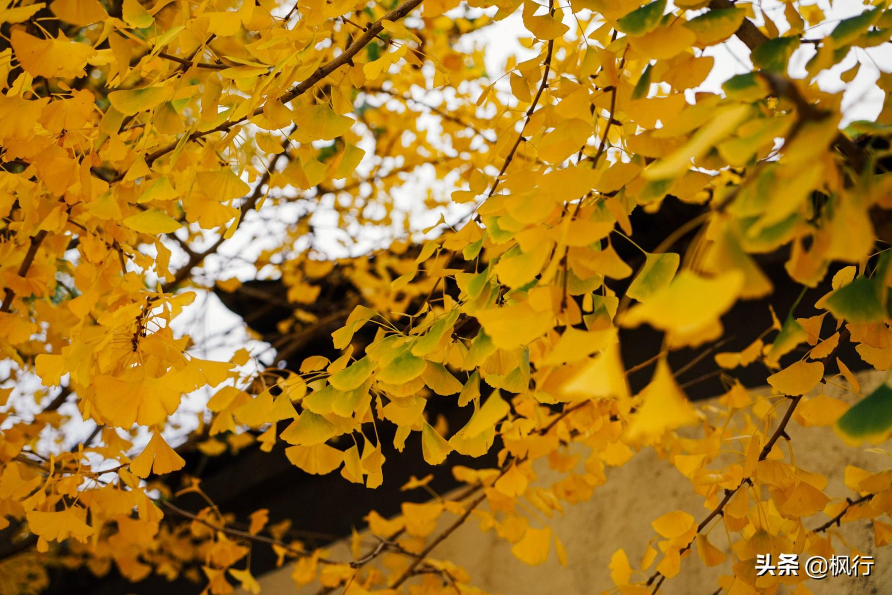 北京红螺寺2021年图片_北京红螺寺旅游攻略_北京红螺寺的位置