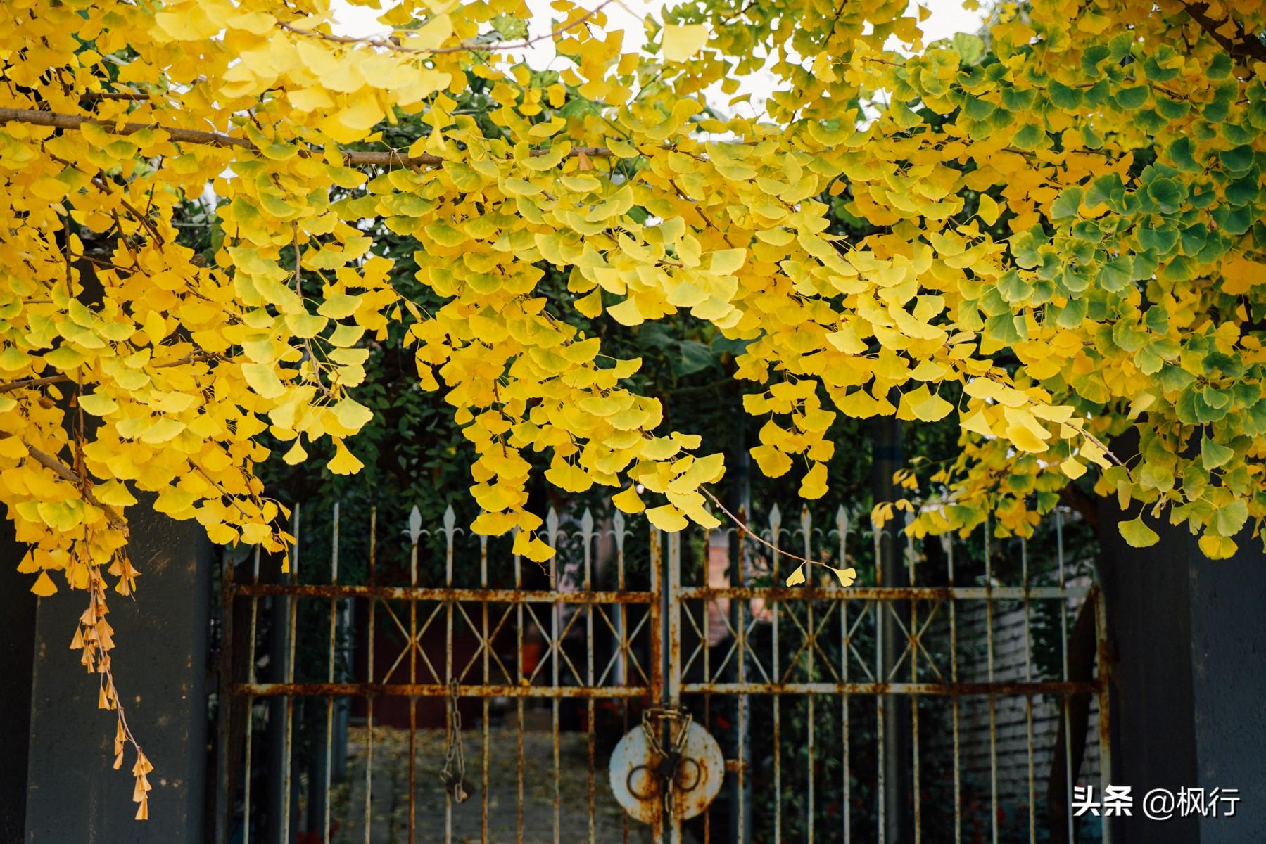 北京红螺寺的位置_北京红螺寺旅游攻略_北京红螺寺2021年图片