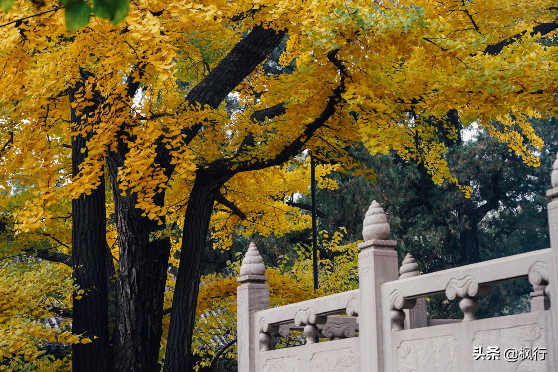 北京红螺寺旅游攻略_北京红螺寺2021年图片_北京红螺寺的位置