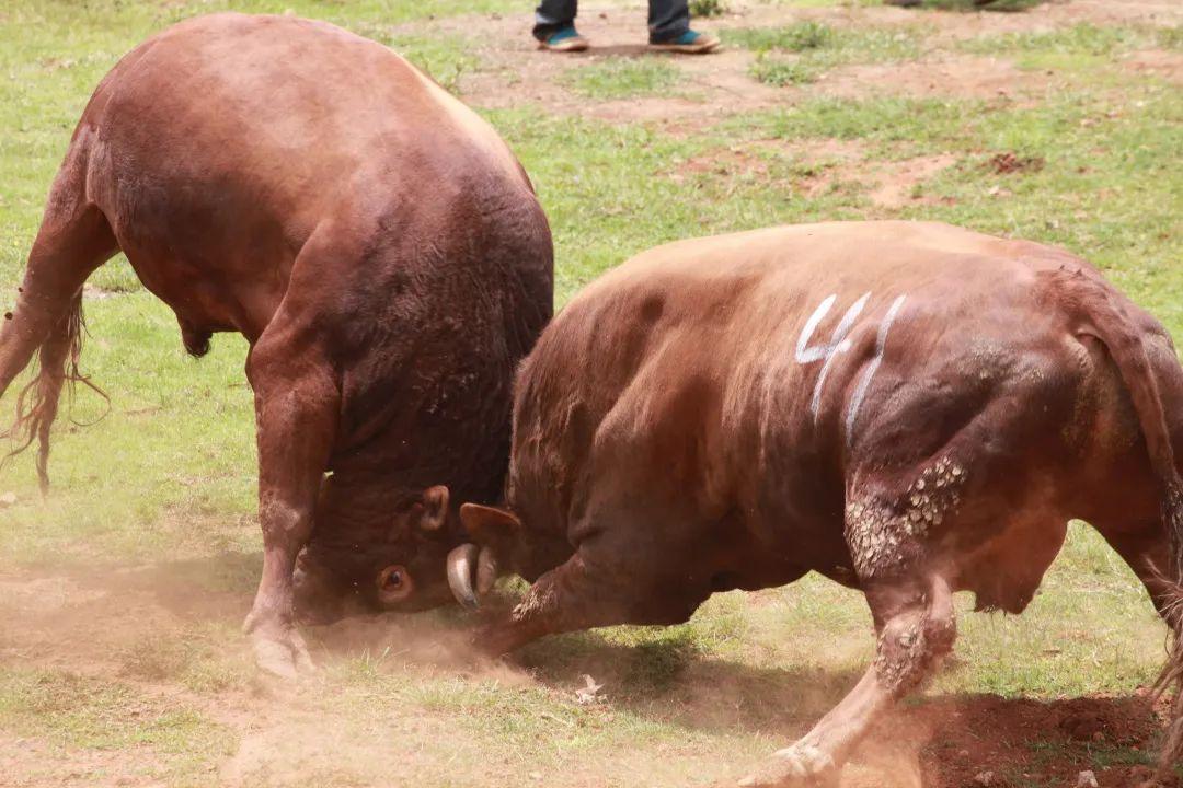 禄劝旅游攻略_禄劝旅游_禄劝旅游项目有哪些