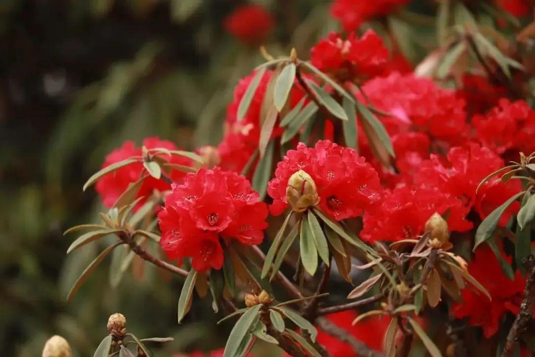 禄劝旅游项目有哪些_禄劝旅游_禄劝旅游攻略