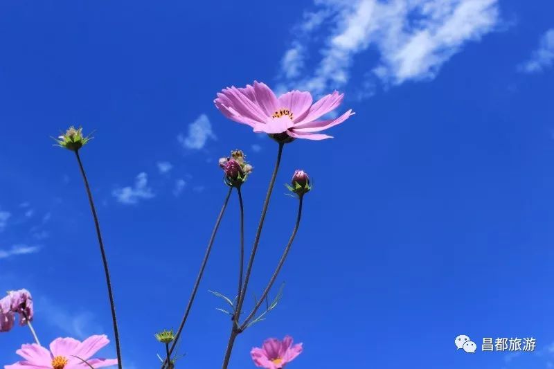 昌都旅游攻略_昌都游玩攻略_昌都必游景点