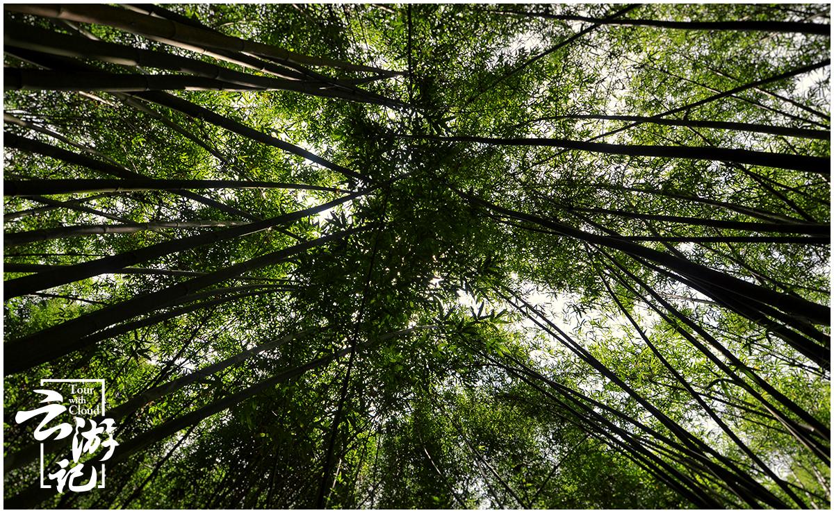 重庆到赤水旅游攻略-重庆出发赤水两日游(图21) 重庆自驾赤水游记及攻略_重庆出发赤水两日游_重庆到赤水旅游攻略