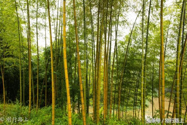 重庆自驾赤水游记及攻略_重庆出发赤水两日游_重庆到赤水旅游攻略