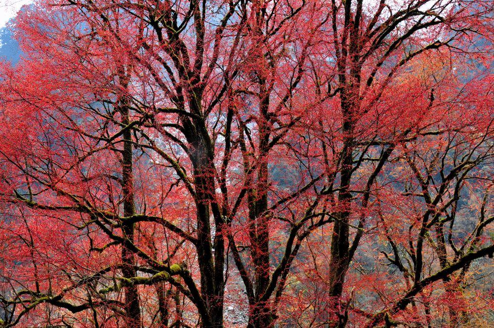 康定海螺沟旅游攻略_康定海螺沟旅游景点攻略_康定海螺沟门票多少钱