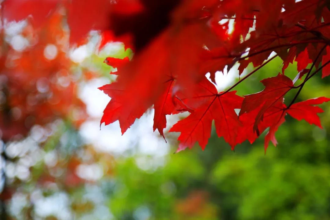 天台山平乐古镇二日游攻略_平乐古镇天台山两日游_平乐古镇天台山旅游攻略