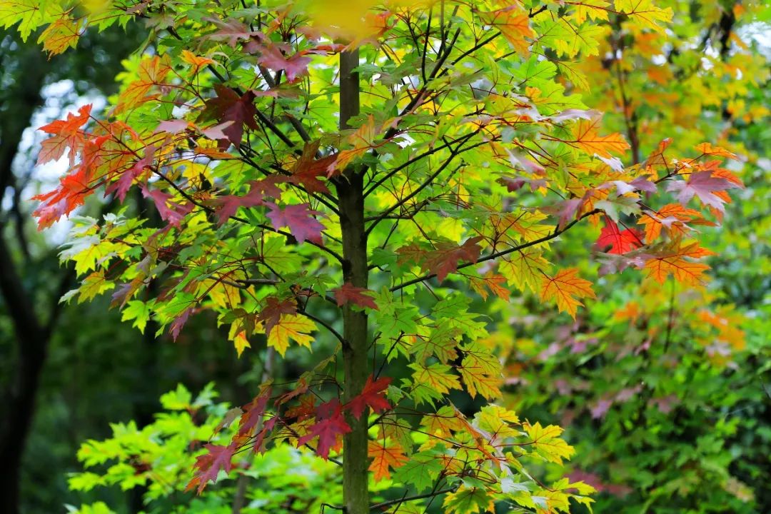 天台山平乐古镇二日游攻略_平乐古镇天台山旅游攻略_平乐古镇天台山两日游