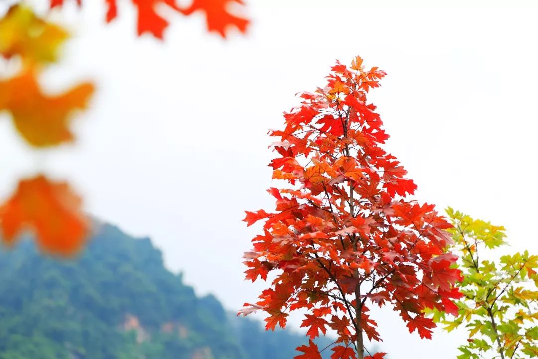 天台山平乐古镇二日游攻略_平乐古镇天台山旅游攻略_平乐古镇天台山两日游