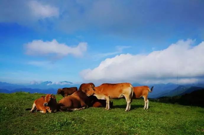 岳西县旅游景点_岳西县旅游攻略_岳西旅游十大景点