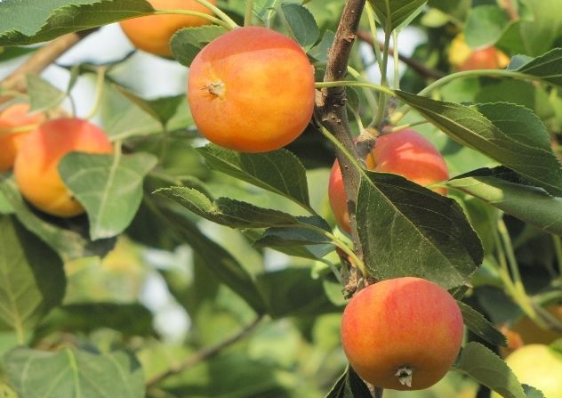 丹东宽甸旅游地图_丹东宽甸旅游攻略_丹东宽甸景点大全自驾游