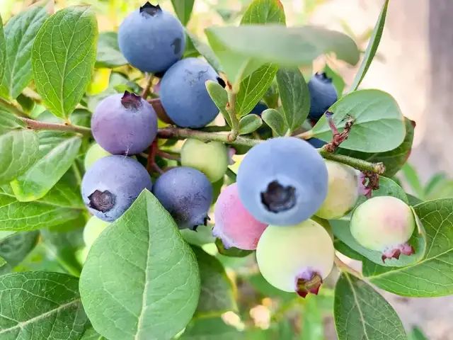 泸州到峨眉山旅游攻略-泸州到峨眉山2日(图14) 泸州到峨眉山2日_泸州到峨眉山有多少公里_泸州到峨眉山旅游攻略