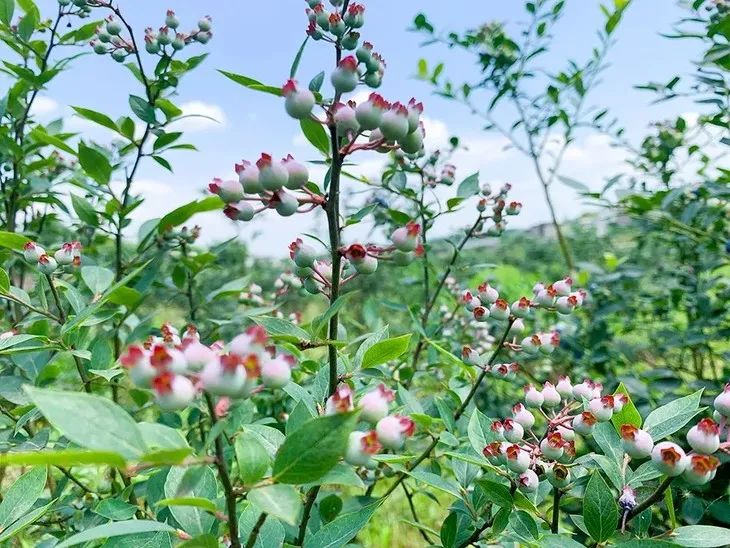 泸州到峨眉山旅游攻略-泸州到峨眉山2日(图15) 泸州到峨眉山旅游攻略_泸州到峨眉山有多少公里_泸州到峨眉山2日