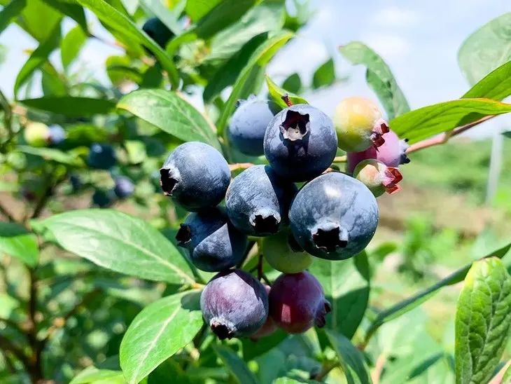 泸州到峨眉山旅游攻略-泸州到峨眉山2日(图16) 泸州到峨眉山2日_泸州到峨眉山有多少公里_泸州到峨眉山旅游攻略