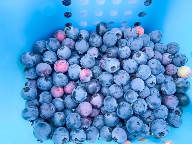 泸州到峨眉山旅游攻略-泸州到峨眉山2日(图17) 泸州到峨眉山2日_泸州到峨眉山有多少公里_泸州到峨眉山旅游攻略