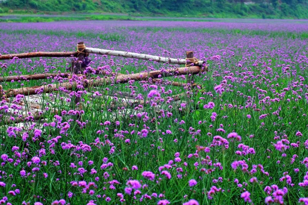 泸州到峨眉山旅游攻略-泸州到峨眉山2日(图57) 泸州到峨眉山2日_泸州到峨眉山旅游攻略_泸州到峨眉山有多少公里