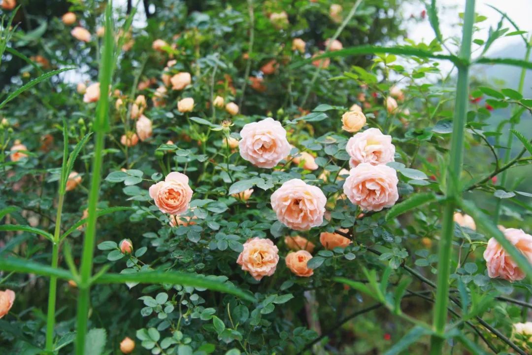 泸州到峨眉山旅游攻略-泸州到峨眉山2日(图61) 泸州到峨眉山有多少公里_泸州到峨眉山2日_泸州到峨眉山旅游攻略