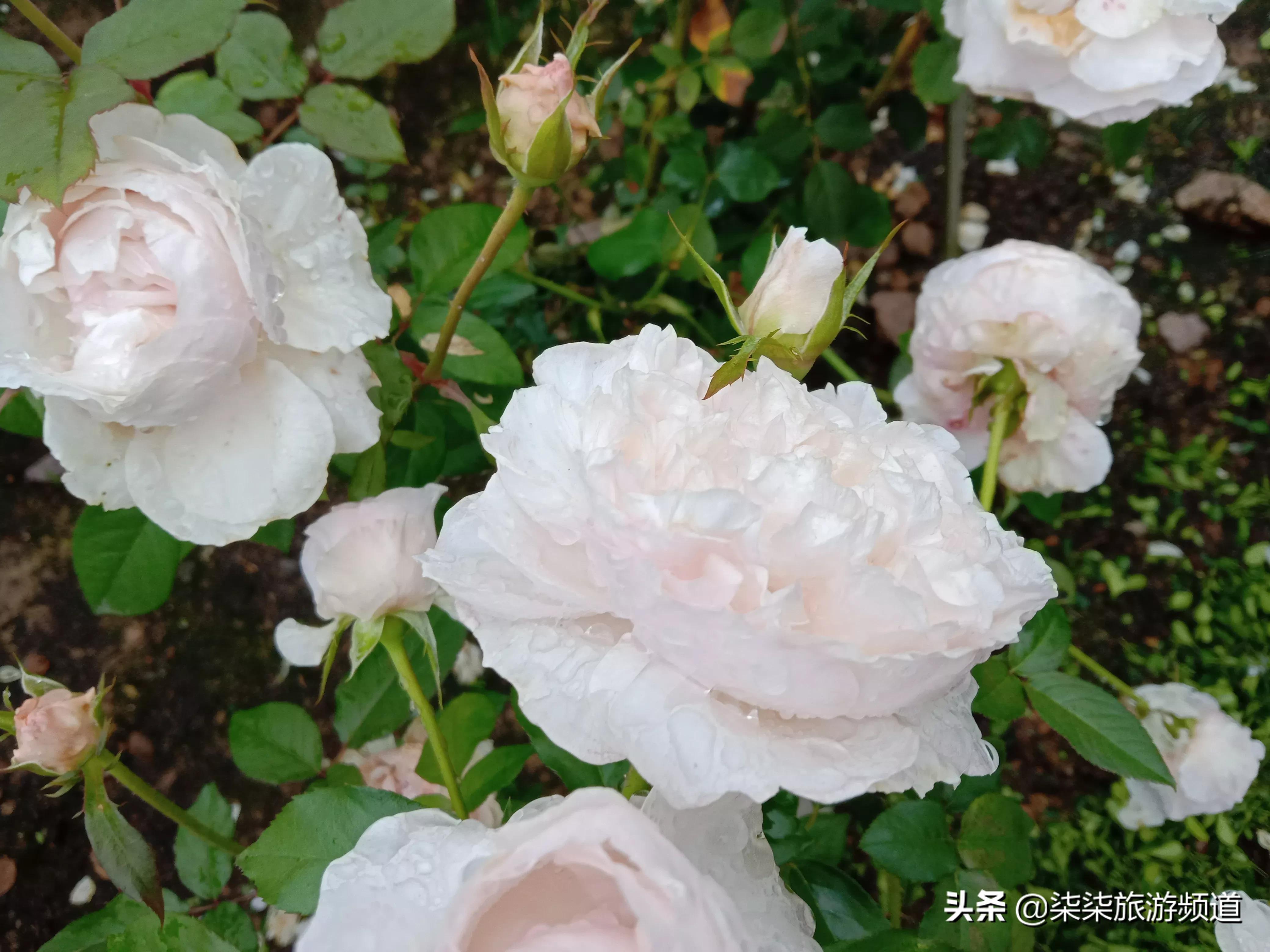 抚州旅游攻略-江西抚州市旅游攻略(图8) 江西抚州市旅游攻略_抚州旅游景点攻略_抚州旅游攻略