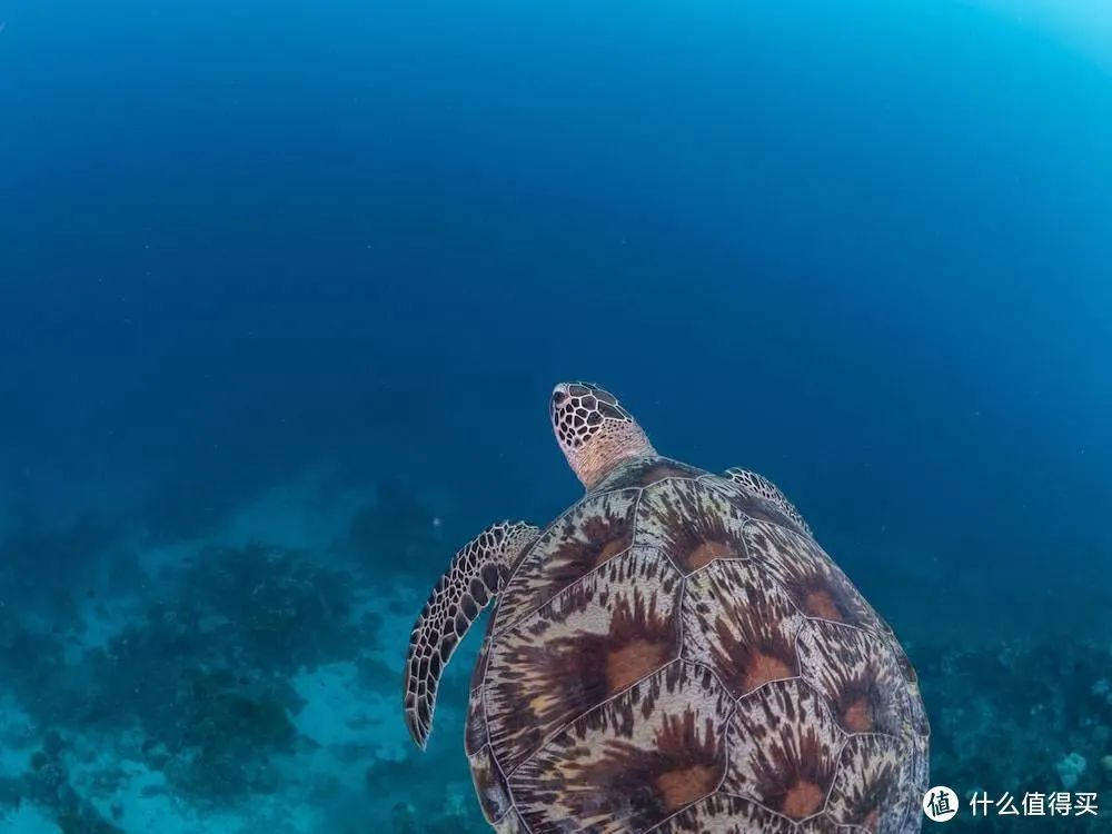 马尔代夫中央格兰德旅游攻略-马尔代夫度假价格(图11) 马尔代夫度假价格_马尔代夫中央格兰德旅游攻略_马尔代夫旅游官网