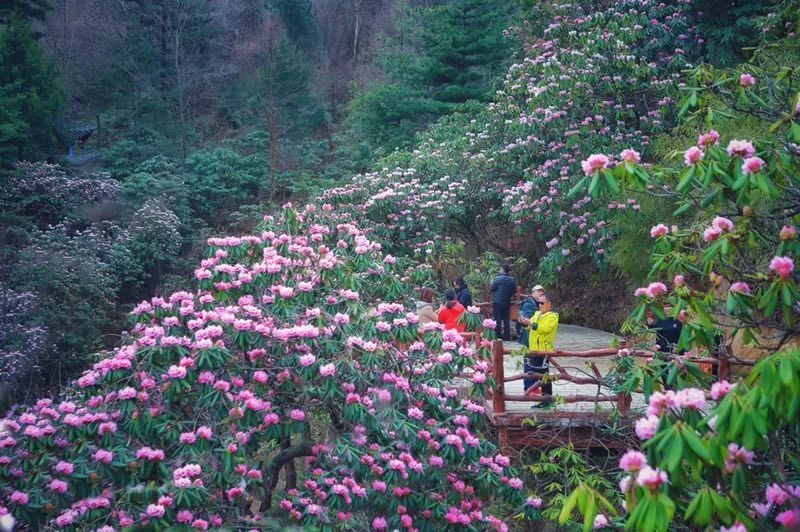 木王森林公园旅游攻略-森林公园游玩路线(图19) 森林公园游玩路线_森林公园全景_木王森林公园旅游攻略