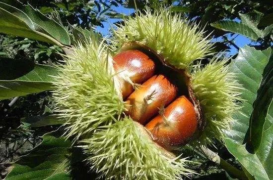 木王森林公园旅游攻略-森林公园游玩路线(图21) 森林公园全景_森林公园游玩路线_木王森林公园旅游攻略