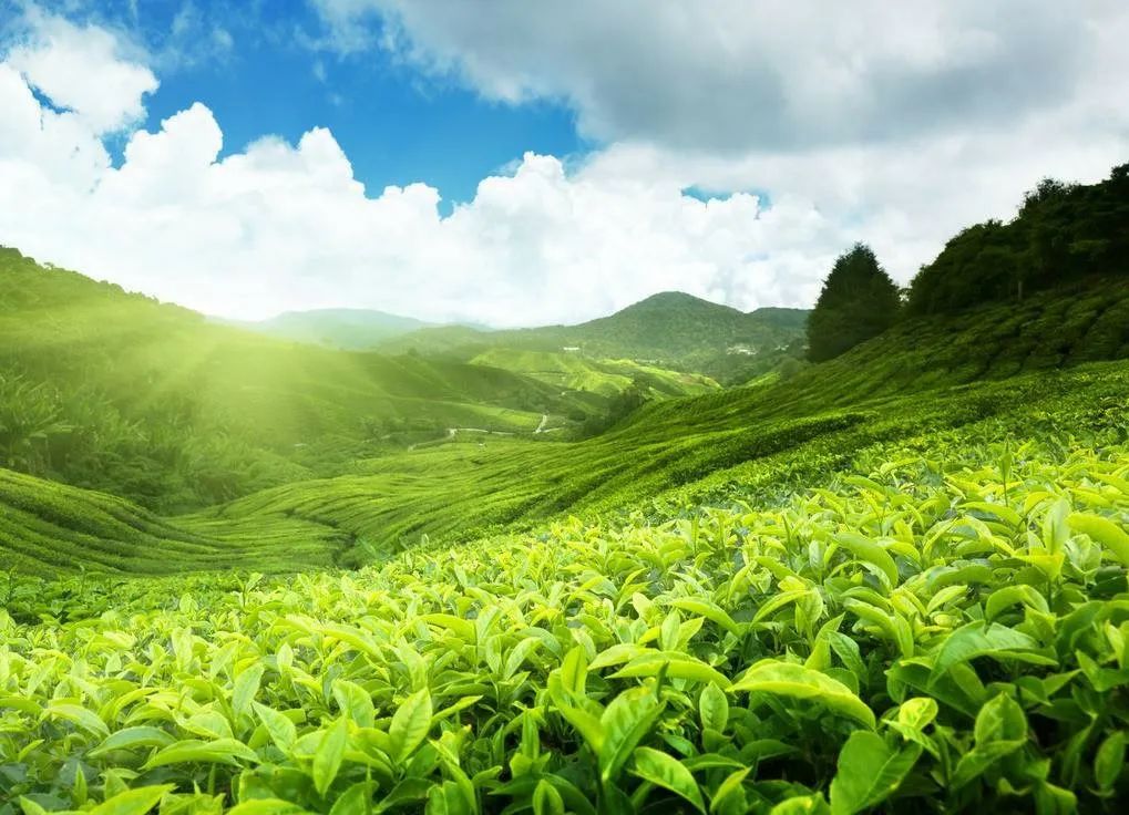 木王森林公园旅游攻略-森林公园游玩路线(图22) 森林公园游玩路线_木王森林公园旅游攻略_森林公园全景