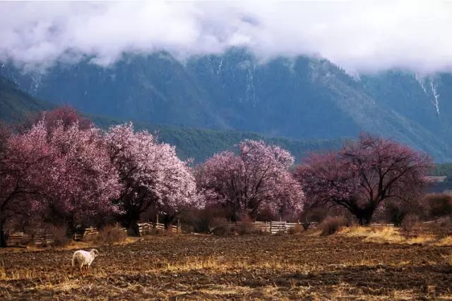 元阳游玩攻略_春节元阳旅游攻略_元阳景点游的顺序如何安排
