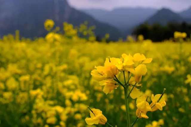 元阳游玩攻略_春节元阳旅游攻略_元阳景点游的顺序如何安排