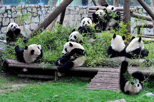 九寨沟沟囗_九寨沟沟内旅游攻略自由行_九寨沟沟内旅游线路