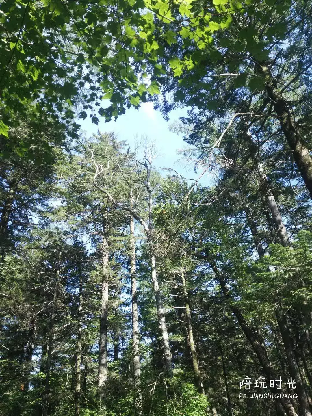 长白山旅游攻略-长白山攻略旅游路线图(图15) 长白山旅游攻略_长白山攻略旅游路线_长白山攻略旅游路线图