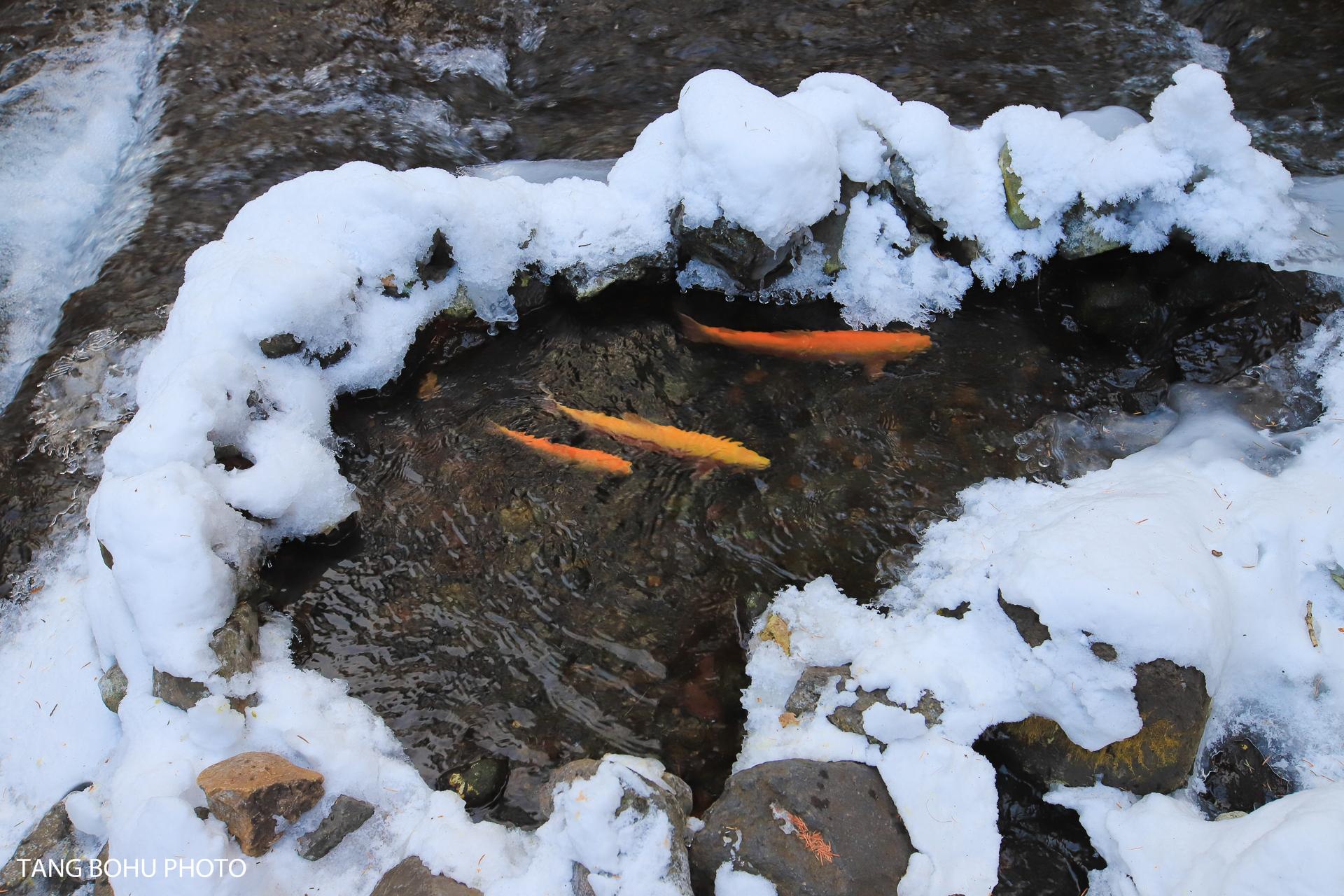 长白山旅游攻略_长白山旅游攻略必去景点_长白山攻略旅游路线